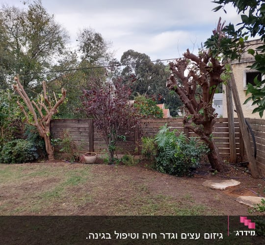 עצים גזומים בחצר עם גדר עץ